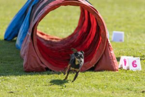 Dogterei Tabaluga Agility Tunnel